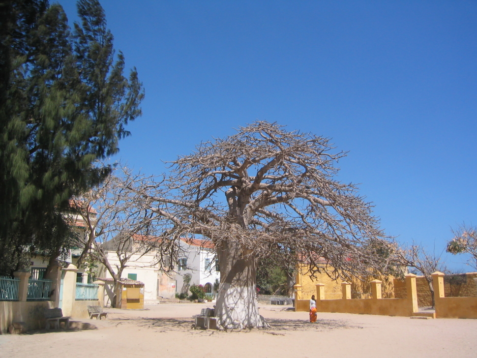 Baobab